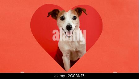 Adorable funny Jack Russell Terrier dog looking out from heart shaped hole in red paper Stock Photo