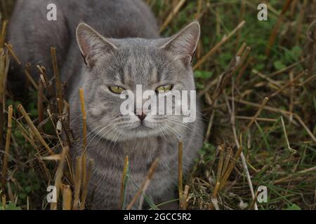 Gray domestic cat in the field in summer. Stock Photo
