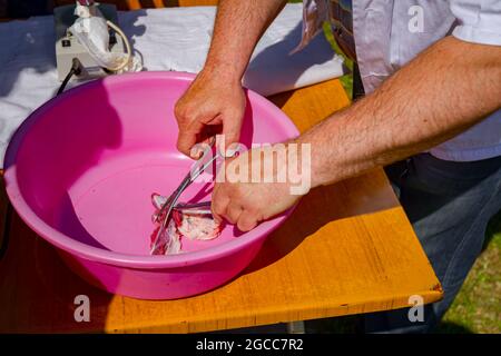 Veterinarian uses sample of meat, pork lung tissue, with help of tweezers and scissors for examining trichinosis at outdoor laboratory. Stock Photo