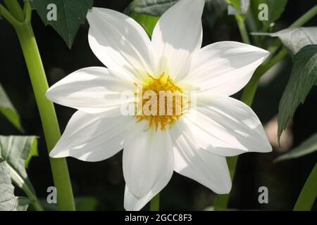 White Dahlia (family Asteraceae) blooming in a garden Stock Photo