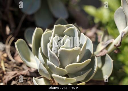 Succulent cactus close-up. Pattern and ornament of succulent cactus in a pot by sunlight in summer. Home ornamental plants. High quality photo Stock Photo