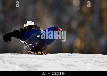 Black grouse is showing he's ready for mating games and accepting challenges from competing males. Stock Photo