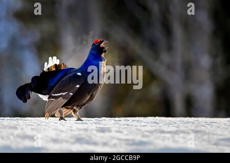 Black grouse is calling competitors to jousting.. Stock Photo