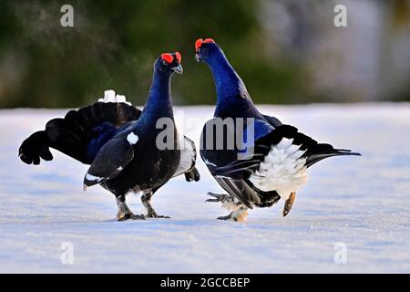 Black grouse. Once the jousting pairs are set, it's time to evaluate the opponent. Stock Photo