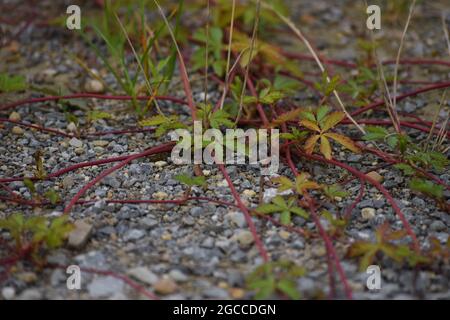 a creeping Cinquefoil after Flowering Stock Photo