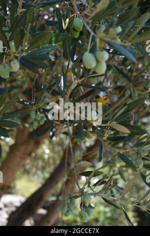 close up of an olive tree on a hike along the coast line of cinque terre in italy in the summer of 2020 Stock Photo