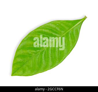Green leaf isolated on white background. leaf clipping path Stock Photo