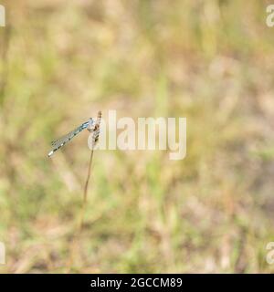 Common Blue Damselfly (Enallagma cyathigerum), UK Stock Photo