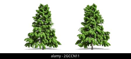 Beautiful Cedrus deodara tree isolated and cutting on a white background with clipping path. Stock Photo