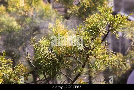 False cypress (chamaecyparis obtusa) releasing pollen. Selective focus. Stock Photo