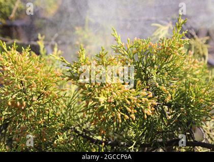 False cypress (chamaecyparis obtusa) releasing pollen. Selective focus. Stock Photo