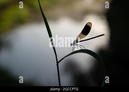 Male Banded Demoiselle (Calopteryx splendens), UK Stock Photo