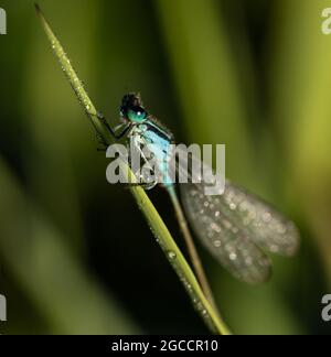 Common Blue Damselfly (Enallagma cyathigerum) at dawn covered in dew, UK Stock Photo