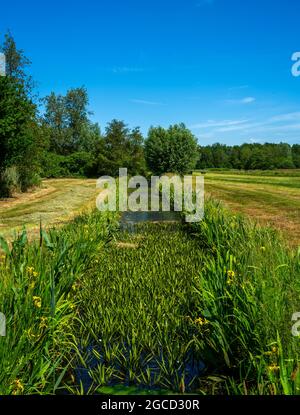 Ditch with Water soldiers (Stratiotes aloides) Stock Photo