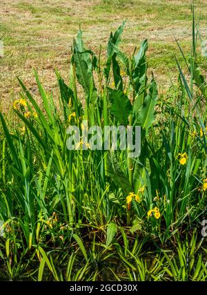 Close up of Yellow flag irisses (Iris pseudacorus) and Great water dock (Rumex hydrolapathum) Stock Photo