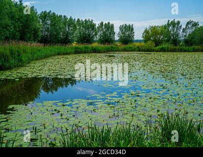 Pool with Yellow water-lily (Nuphar lutea) Stock Photo