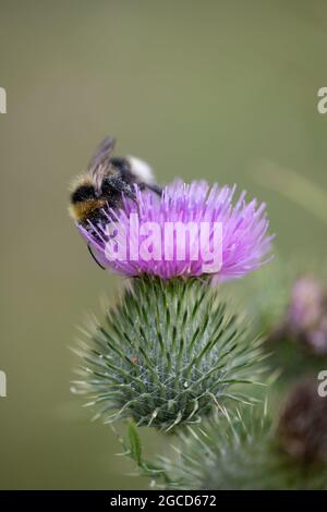 Bumble bee - probably a female White-tailed bumblebee (Bombus lucorum) on thistle Stock Photo