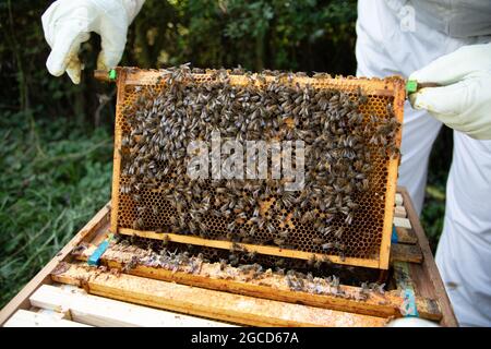 Brood frame with a poor brood pattern Stock Photo