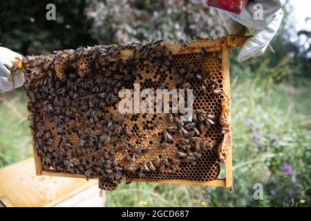 National brood frame showing good brood pattern Stock Photo