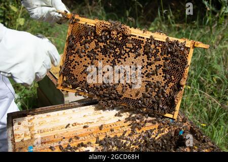 National brood frame showing good brood pattern Stock Photo