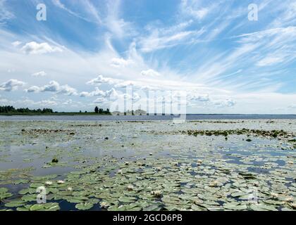 beautiful aquatic vegetation at the river bank on a sunny summer day, the lotus background photo is very beautiful in a water pot, Salaca river, Burtn Stock Photo