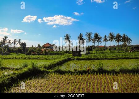 Villas in a beautiful rice fields at sunset. Bali island, Indonesia Stock Photo