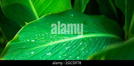 Banana leaf close-up with dew drops. Green natural backgrounds. Stock Photo