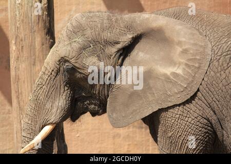 African elephant Stock Photo