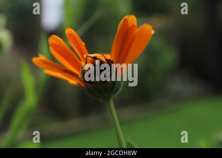 Bumble bee sheltering from the rain upside down under a flowers petals Stock Photo