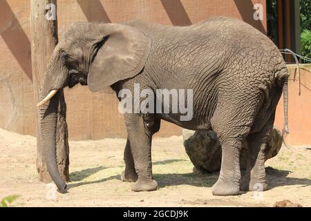 African elephant Stock Photo