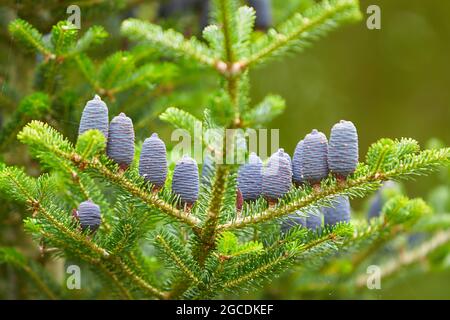 Young lilac cones on the spruce of Korean fir, Abies koreana. Stock Photo
