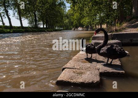 Black swans on the Canal du Midi near Ventenac Stock Photo