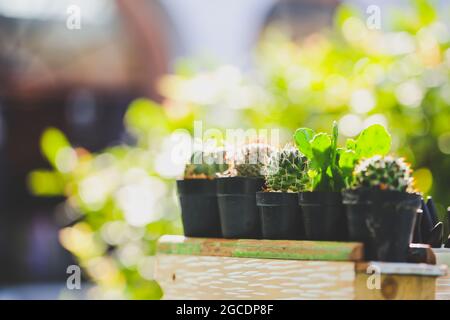 Collection of various cactus in different pots with blurred background. Stock Photo