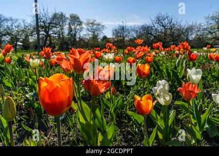 Tulipan ,Tuelpenbluete im  Britzer Garten in Berlin im Fruehling, Deutschland, Europa Stock Photo