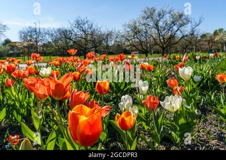 Tulipan ,Tuelpenbluete im  Britzer Garten in Berlin im Fruehling, Deutschland, Europa Stock Photo