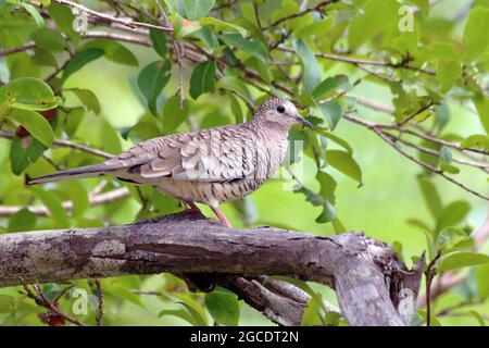 Scaled Dove (Columbina squammata) perched on a log in the woods. Mata de São João; Bahia; Brazil Stock Photo