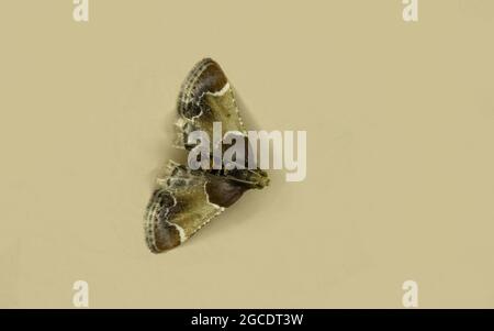 A night moth butterfly on the wall, The meal moth (Pyralis farinalis) a cosmopolitan moth of the family Pyralidae. Pests of stored foods Stock Photo