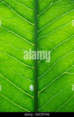 Green juicy leaf of the plant with veins and folds, filling the entire ...