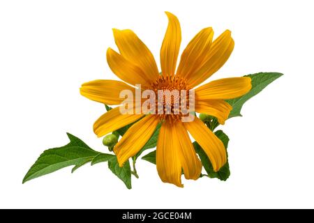 Tithonia diversifolia plant yellow flowers on white background Stock Photo