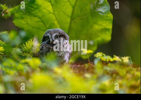 The little owl (Athene noctua), cute owl cub, beautiful big eyes, forest environment, beautiful light, sitting under leaf on the ground. Stock Photo
