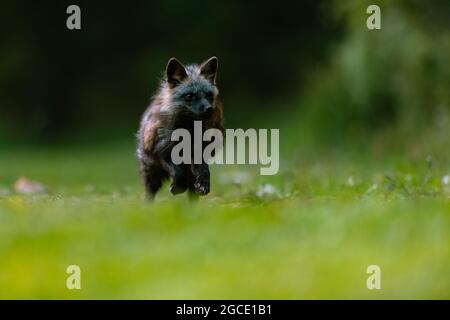 Common fox (Vulpes vulpes) running fast against photographer on green grass in forest. Stock Photo