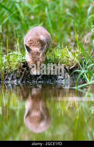 Young red fox (Vulpes vulpes) bows its head to the water surface and drinks. A common fox puppy drinks from a stream. Stock Photo