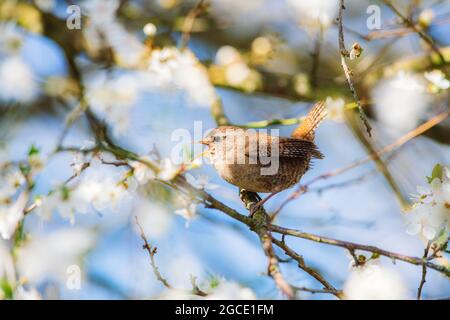 Little cute Eurasian wren (Troglodytes troglodytes) sitting on a branch of a blossoming cherry and singing. Spring, bird very close up, blue sky. Stock Photo