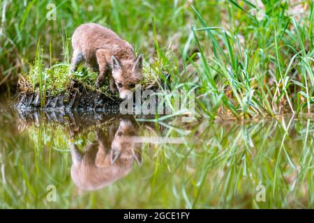 Young red fox (Vulpes vulpes) bows its head to the water surface and drinks. A common fox puppy drinks from a stream. Stock Photo