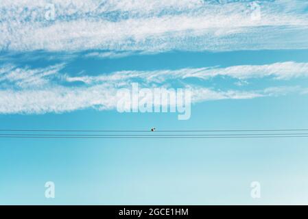 one bird on a power line Stock Photo