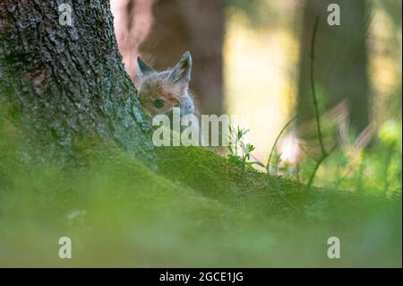 The young fox (Vulpes vulpes) is curious, hides behind a tree and watches the surroundings, only the head is visible. Stock Photo