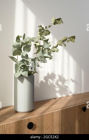 Dry eucalyptus branches in modern minimalist grey vase on wooden TV stand with beautiful shadows from sun on white wall Stock Photo
