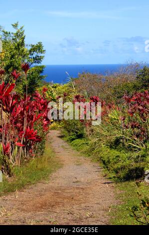 Curving and twisting path leads through tall tropical foliage on the Big Island of Hawaii.  Vivid red Ti Plants line path that leads toward a blue oce Stock Photo