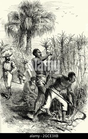 Vintage engraving of slaves working suger on a plantation. Stock Photo