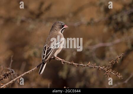 The Scaly-feathered Finch Sporopipes squamifrons 4802 Stock Photo
